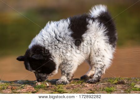 Elo Puppy Sniffing At Dog Fecal