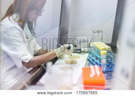 Female scientist researching in laboratory, pipetting cell culture medium samples in laminar flow. Life science professional grafting bacteria in the pettri dishes. Photo taken from laminar interior.