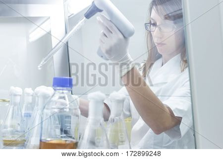 Female scientist researching in laboratory, pipetting cell culture samples on LB agar medium in laminar flow. Life science professional grafting bacteria in Erlenmeyer flask.