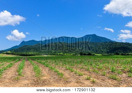 Rural Scenery, Atherton Tablelands, Australia