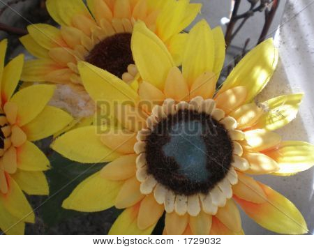 fleur du soleil