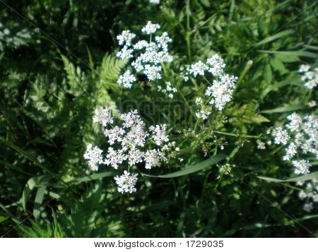 bouquet de fleurs blanches