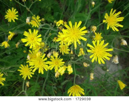 fleur d'été jaune