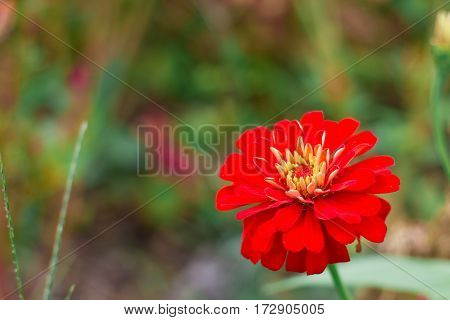 Red flower at right of photo in garden
