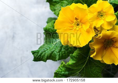 Colorful bright yellow primrose primula polyanthus flowers on a rustic wooden table. Spring easter garden composition