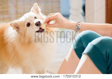 woman hand feeding pet dog while playing and training, giving a reward