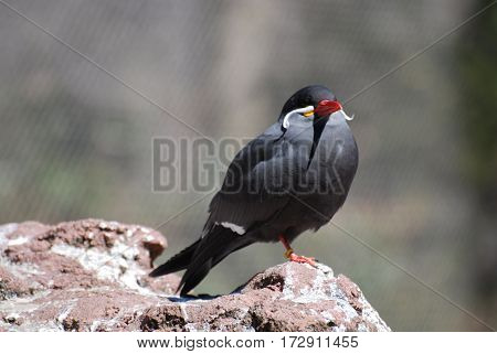 Face of an Inca tern bird balancing on a rock.