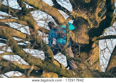 Teen boy climbing in a winter tree.
