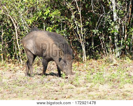 Wild boar Sus scrofa cristalus national park Wilpattu Sri Lanka boar rooting in the soil