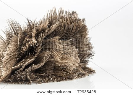 feather duster against white background