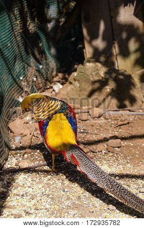 Golden pheasant in the nature of the country