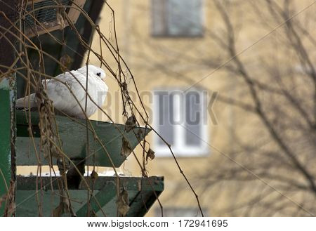 white dove bird sits near pigeon green branches on a winter afternoon