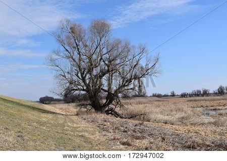 Lonely tree at the park of nature