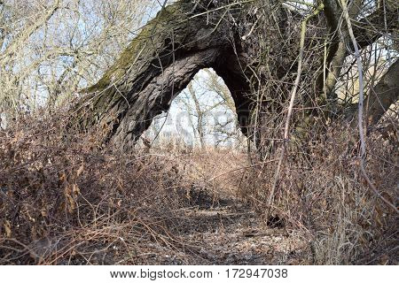 Passing through the tree in the nature