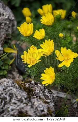 Bright yellow flowers of Adonis vernalis in the flower bed