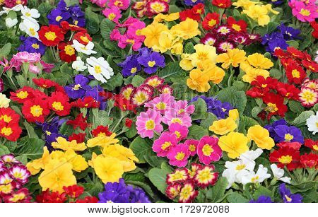 Colored Primroses During The First Days Of Spring