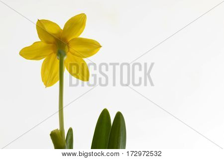 Yelow daffodil white backround and green leaf