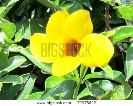 Yellow Mandevilla Sanderi flower in Or Yehuda Israel June 20 2011