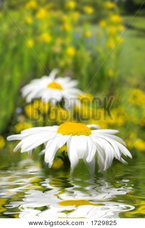 weiten Blick Blumen