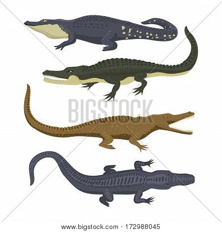Cartoon green crocodile danger predator and australian wildlife river reptile carnivore alligator with scales teeth flat vector illustration. Tropical africa safari zoo character crocodylus.