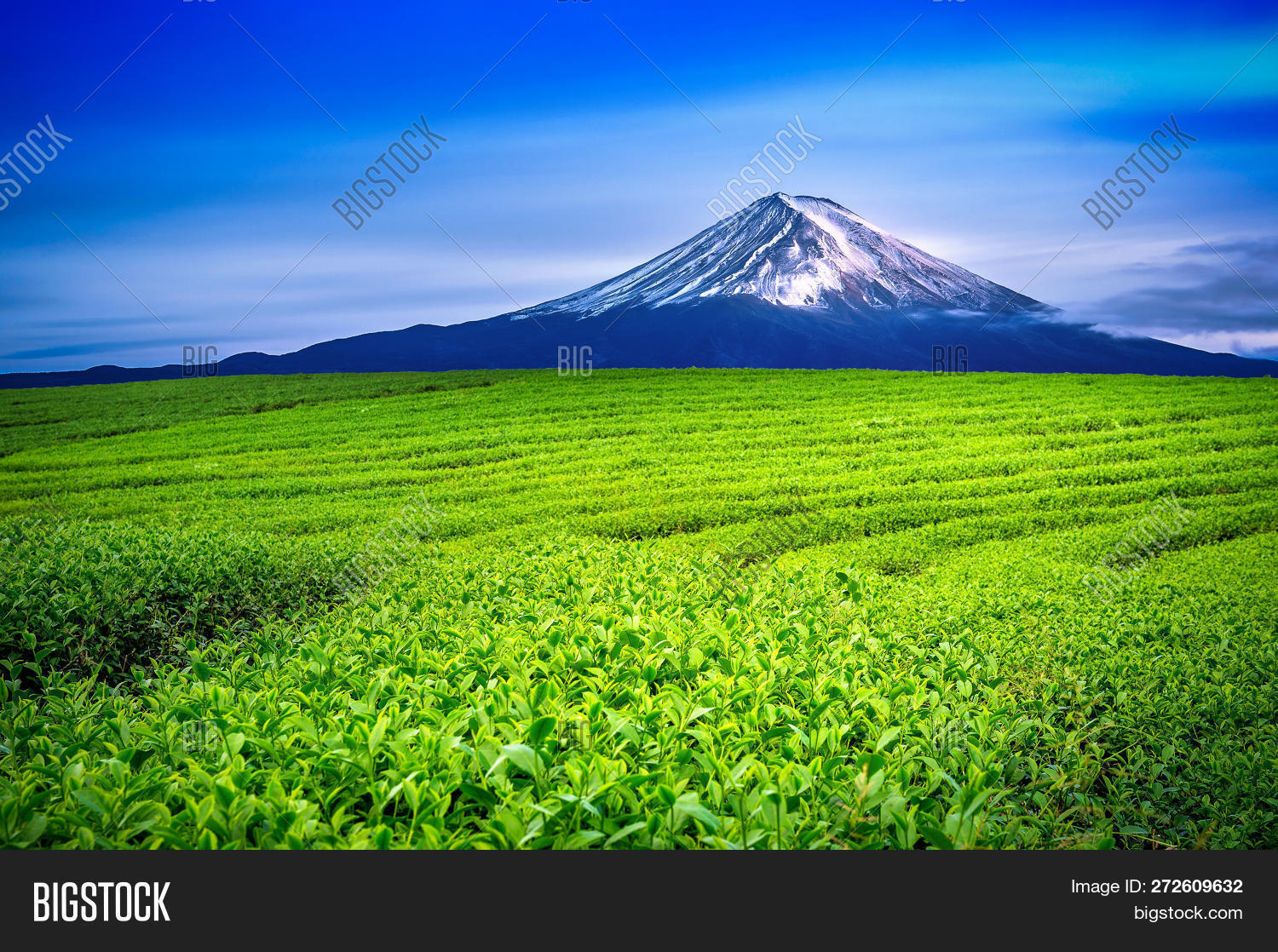 Green Tea Fields Fuji Image Photo Free Trial Bigstock