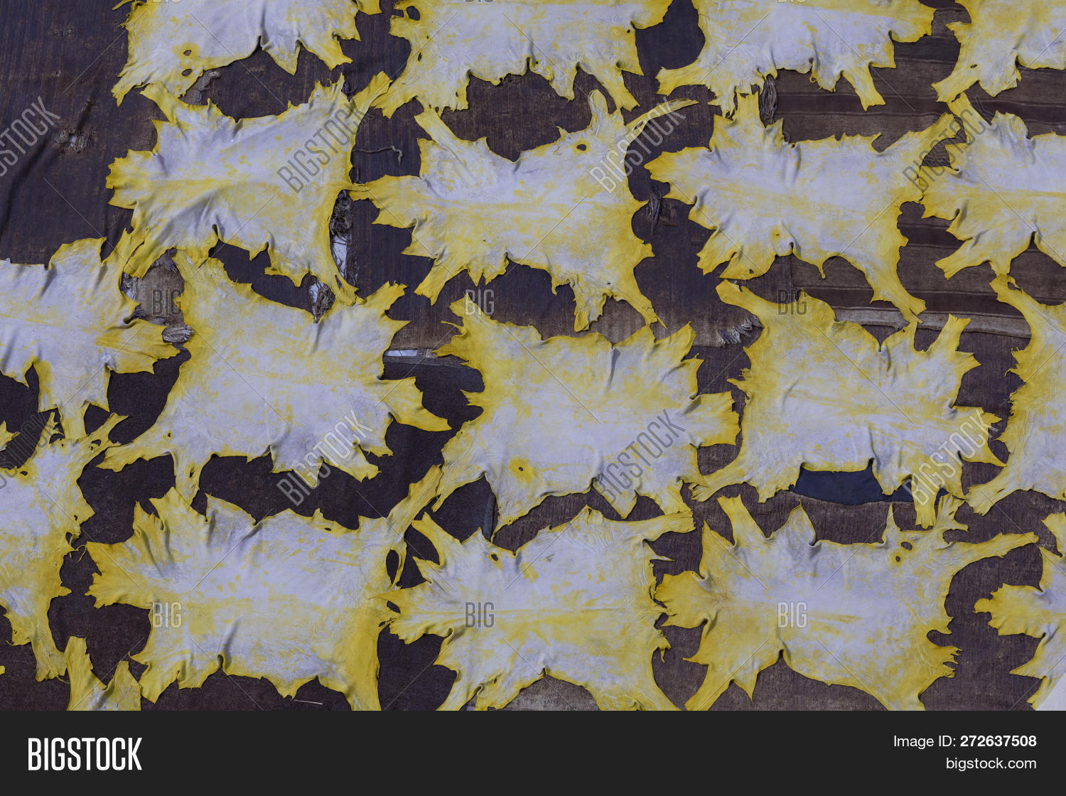 Fresh Leather Gets Dry Image & Photo (Free Trial) Bigstock