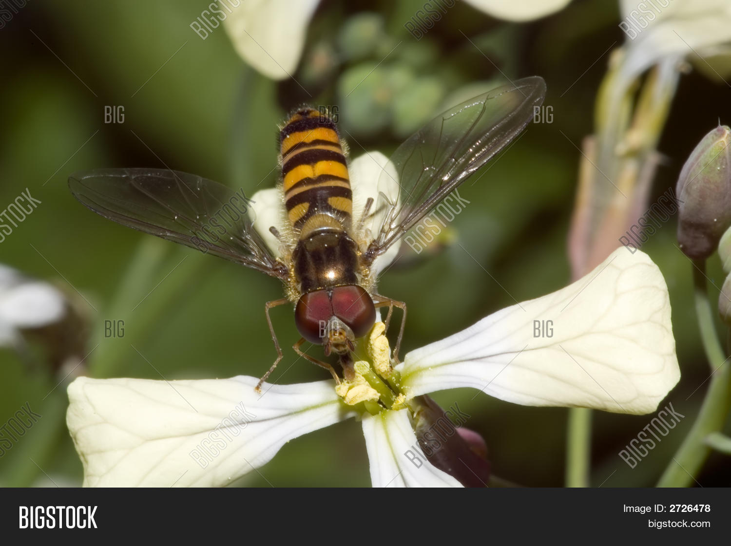 Image Preview