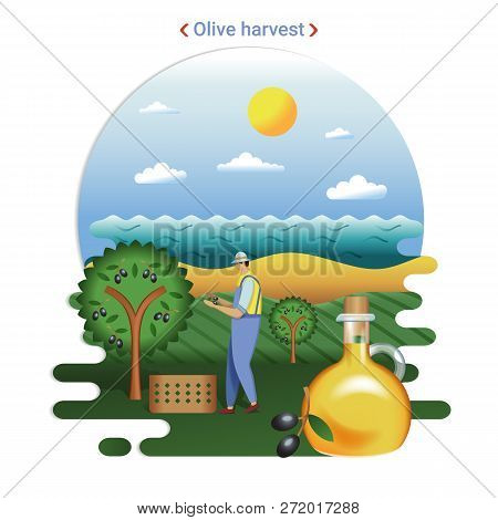 Flat Farm Landscape Illustration Of Olive Harvest. Rural Landscape With Olive Hills And Seaside. The