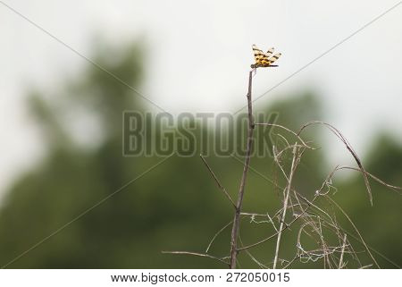 Halloween Pennant Dragonfly (celithemis Eponina) Perched On A Dead Twig