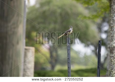 Juvenile Northern Mockingbird (mimus Polyglottos) Perched On An Empty Sign Post