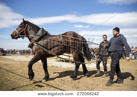Sofia, Bulgaria - 3 March, 2017: Horses And Their Owners Participate In A Heavy Pull Tournament. The