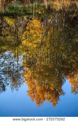 View On Autumn Landscape Of River And Trees In Sunny Day. Forest On River Coast In Autumn Day. Refle
