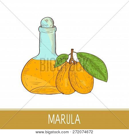 Marula. Fruit, Leaf, Vecta, Bottle, Oil. Color. Sketch.