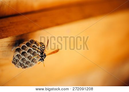 Small Wasp Protect His Honeycombs In Macro. Dangerous Striped Yellow Black Insect Close Up. Vespiary