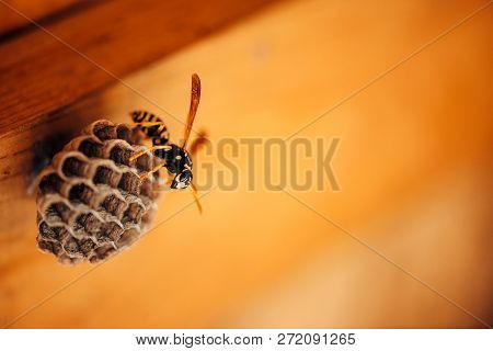Small Wasp Protect His Honeycombs In Macro. Dangerous Striped Yellow Black Insect Close Up. Vespiary