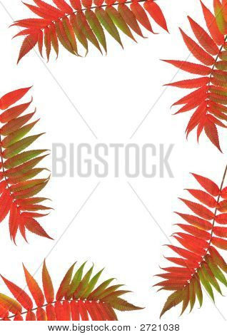 Rowan ใบไม้สวยงาม