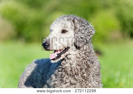 Poodle Dog Portrait. Natural Untrimmed Hair Beautiful Breed