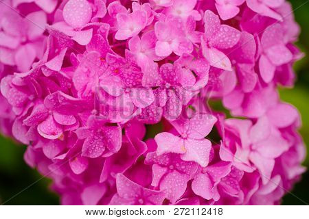 Gardening Flowers. Blossoming Flowers In Summer Garden. Hydrangea Blossom On Sunny Day. Flowering Ho