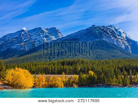 Artificial Abraham lake reflects the golden foliage of aspen and birches. Autumn flood of Abraham lake, Rocky Mountains of Canada. Concept of active, ecological and photo tourism