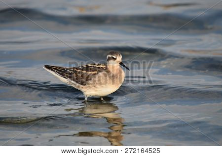 Red-necked Phalarope In Natural Habitat