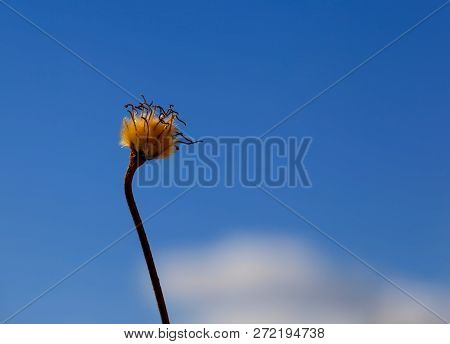 Photo Of A Dried Clematis Flower On A Blue Blurred Natural Background