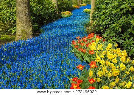 Spring Flowers In The Forest. Spring Flowering And Joy, Bright Colors Of Nature. Multicolored Flower