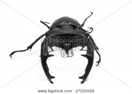 na białym tle beetle na białym tle