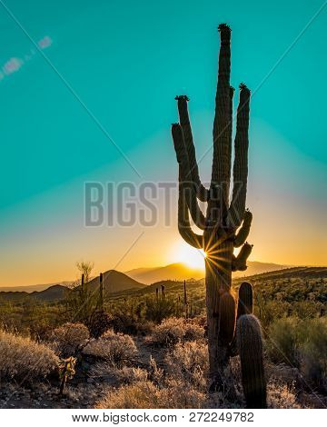 Silhouette Of The Giant Saguaro Cactus At Sunrise/sunset In The Sonoran Desert In Saguaro National P