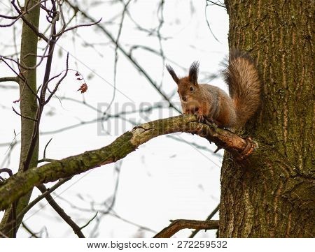 Squirrrel Sitting On The Branch Of Tree