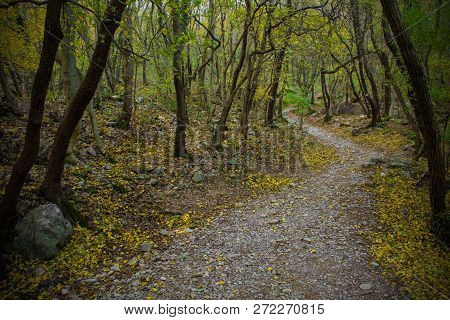 The Autumnal Forest In The Val Rosandra Nature Reserve In Friuli Venezia Giulia, North East Italy
