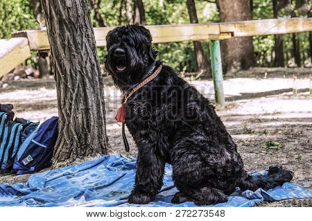 A Big Dog Of Russian Black Terrier Breed Sits On The Blue Carpet On The Ground, With Red Neck Lace, 