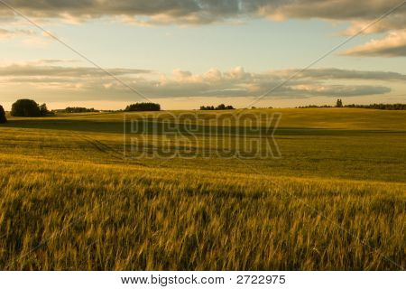 Campo