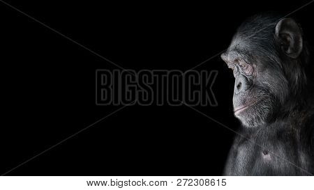 Portrait Of Curious Chimpanzee Like Asking A Question, At Black Background, Details, Paste Space