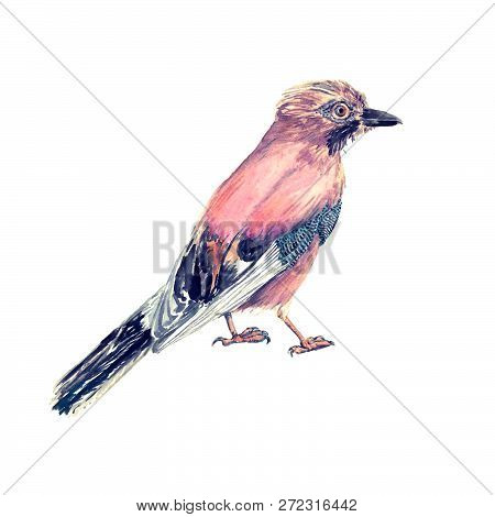 Eurasian Jay (garrulus Glandarius) Standing, Isolated Watercolor Illustration